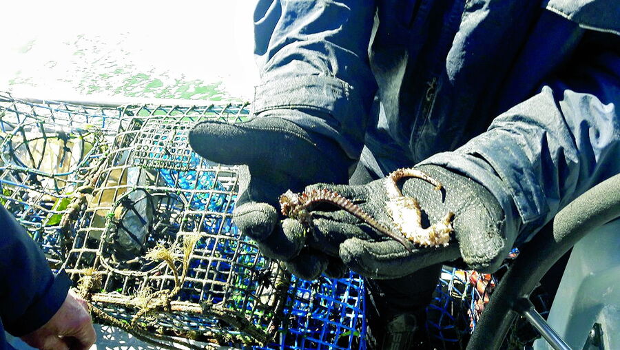 Espécie tem vindo a diminuir e está em vias de extinção devido à ação humana e diminuição de plantas marinhas