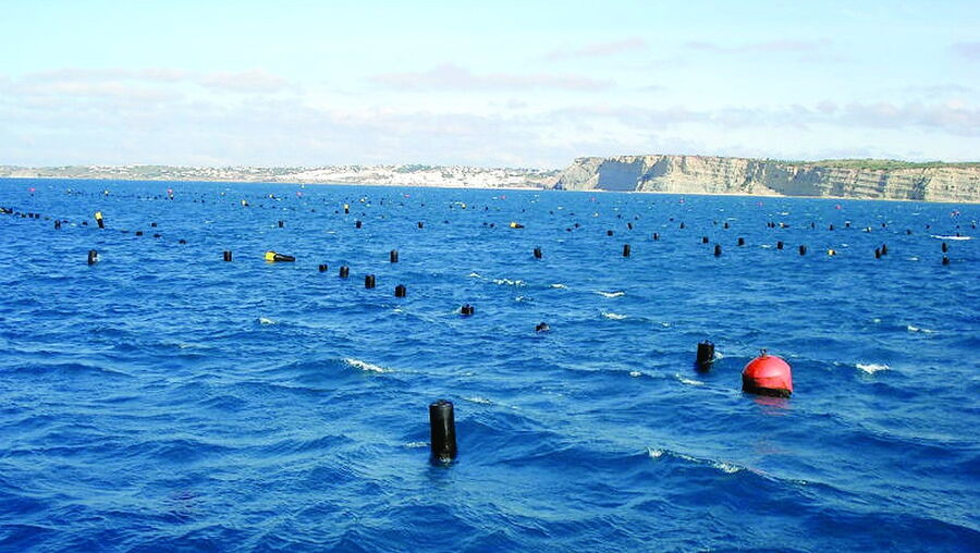 Estrutura para crescimento e engorda de mexilhão iria ocupar uma área de 282 hectares em mar aberto 