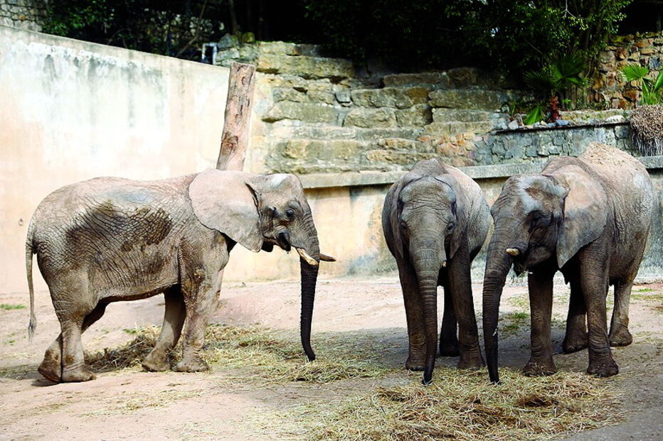 Bicharada de encher o olho no jardim zoológico