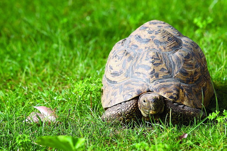 Bicharada de encher o olho no jardim zoológico