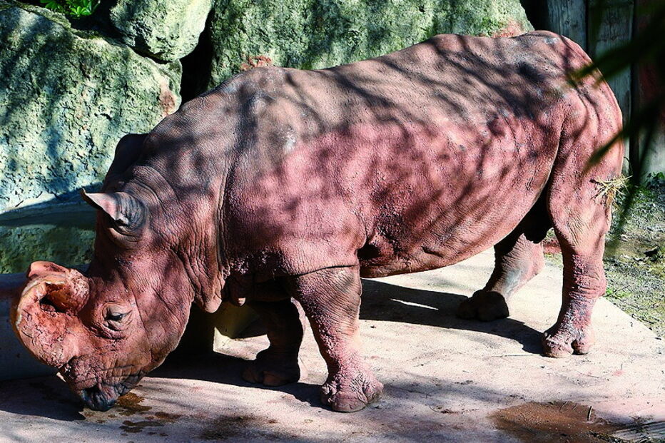 Bicharada de encher o olho no jardim zoológico
