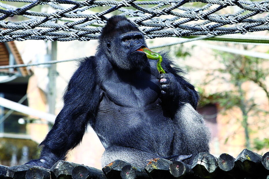 Bicharada de encher o olho no jardim zoológico