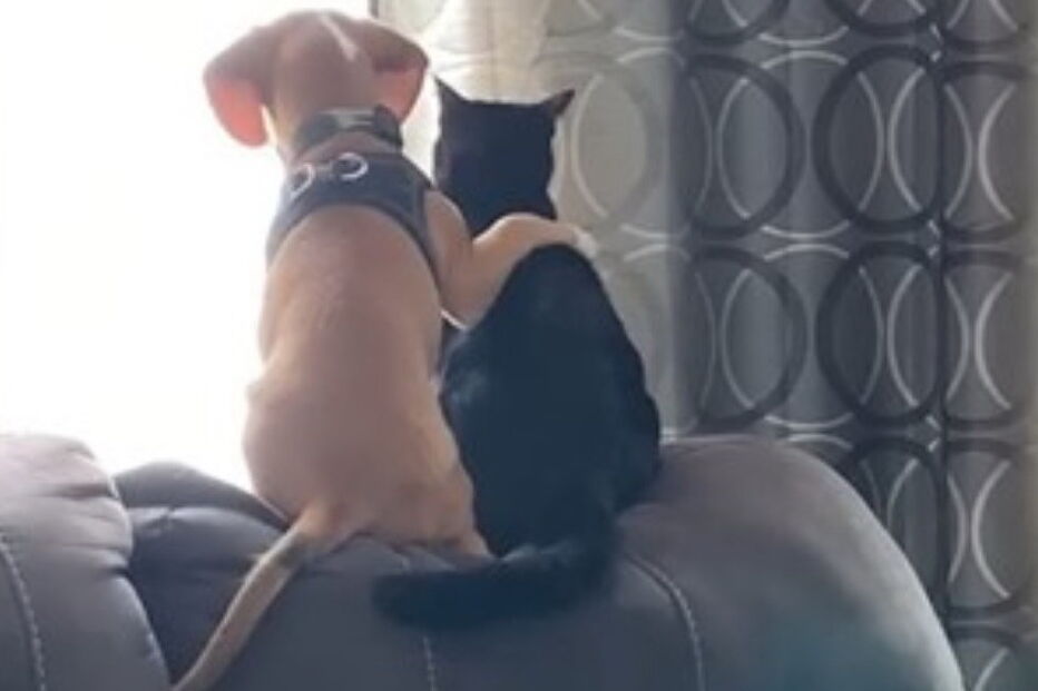 Beagle de cinco meses abraça gato enquanto observam os pássaros