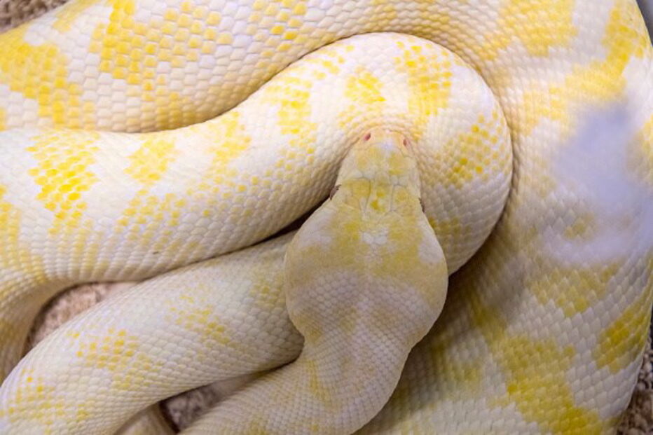Cobra pitão albina