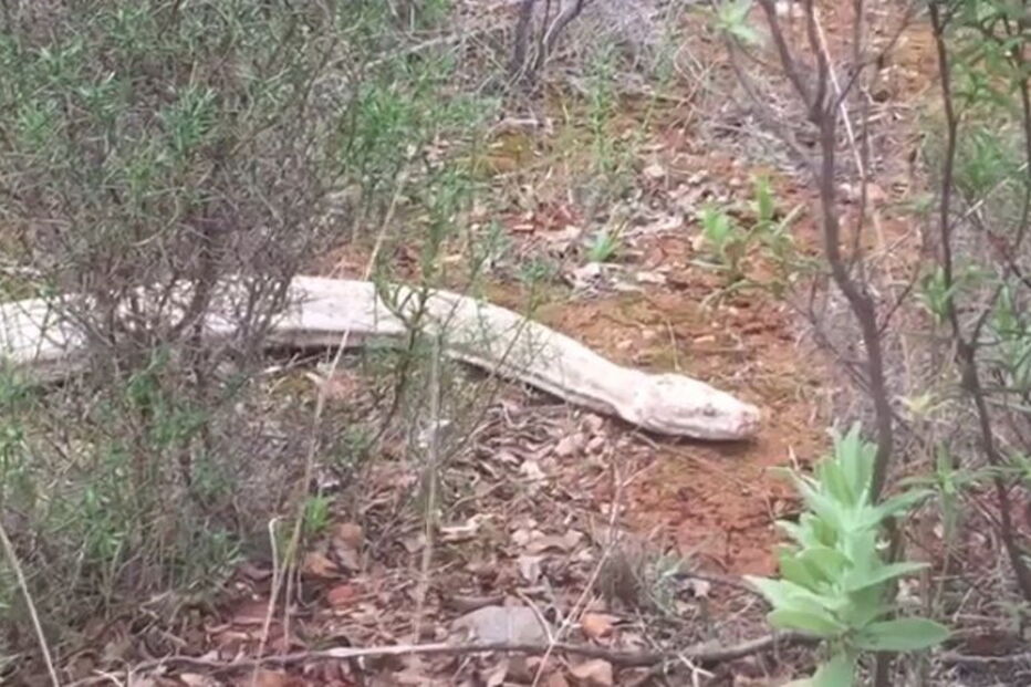 Cobra pitão albina de quatro metros capturada no Algarve