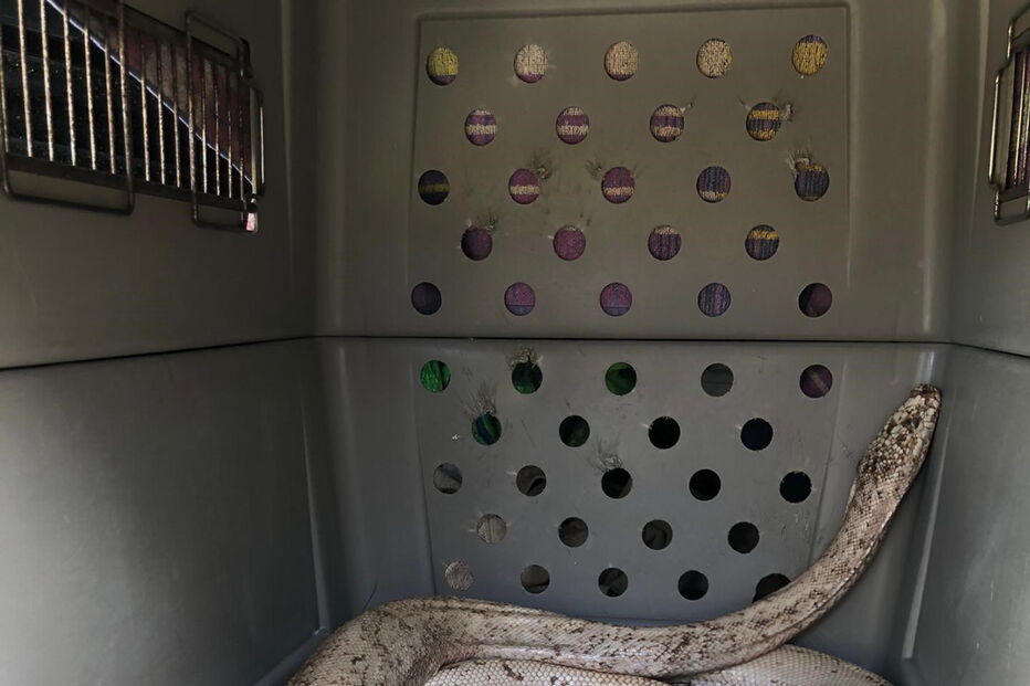 Populares encontram cobra pitão albina de quatro metros em Loulé