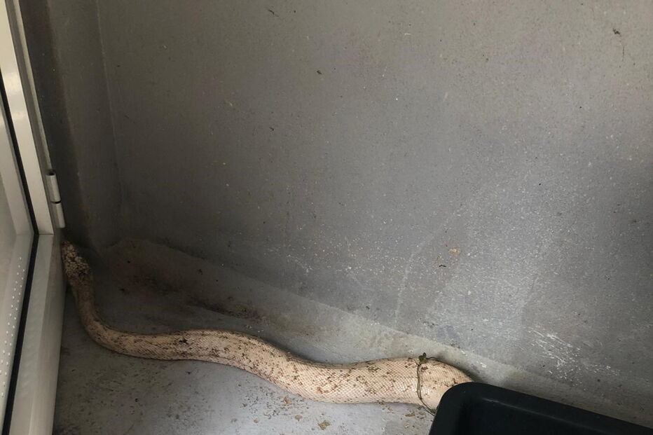 Populares encontram cobra pitão albina de quatro metros em Loulé