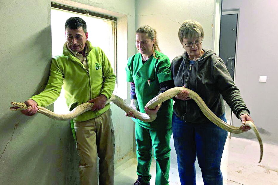 Cobra com 2,60 metros encontrada em Loulé vai ficar de quarentena 