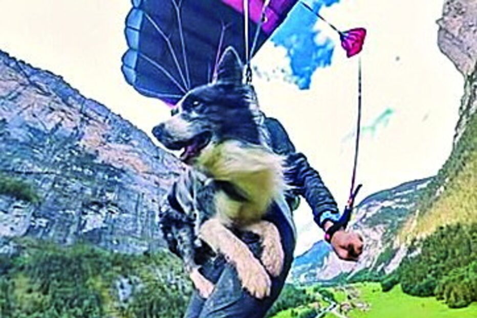 Cão corajoso faz salto de paraquedas