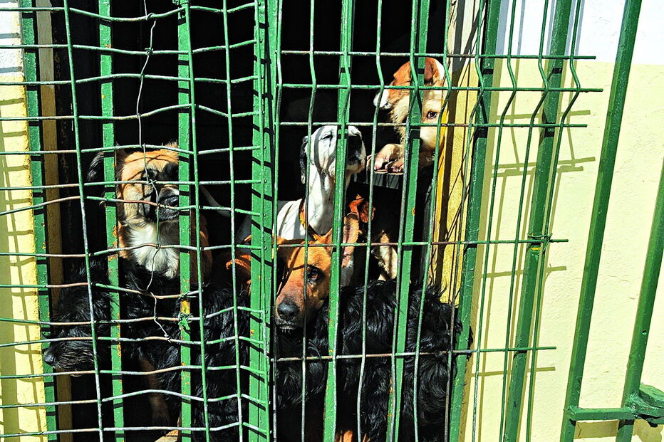 Canis municipais estão superlotados e veterinários querem ter maior responsabilidade na sua gestão