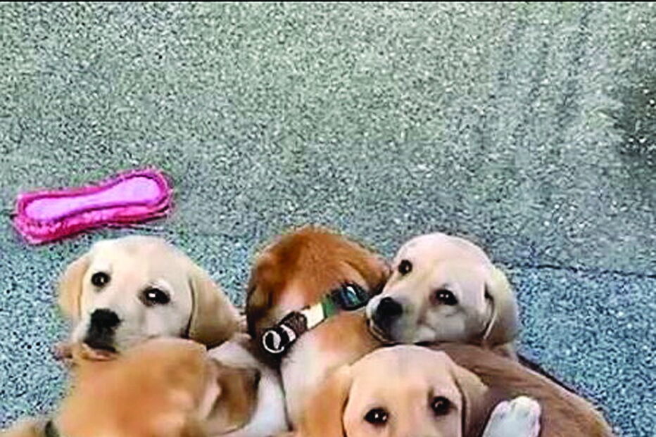 Cachorros dormem em taça de comida  