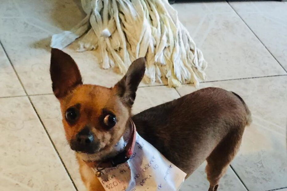 Homem em isolamento manda cadela às compras com lista e dinheiro na coleira