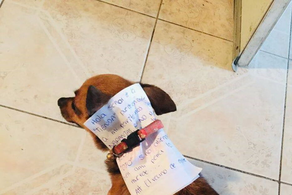 Homem em isolamento manda cadela às compras com lista e dinheiro na coleira