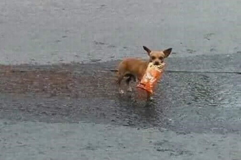 Homem em isolamento manda cadela às compras com lista e dinheiro na coleira