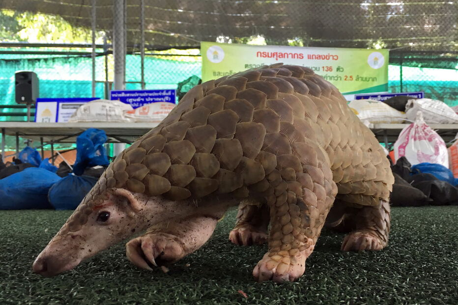 pangolins