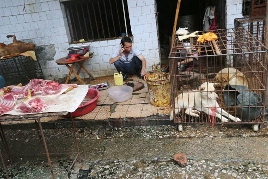 Coronavírus não muda hábitos na China. Mercados continuam a vender morcegos e a abater coelhos no chão