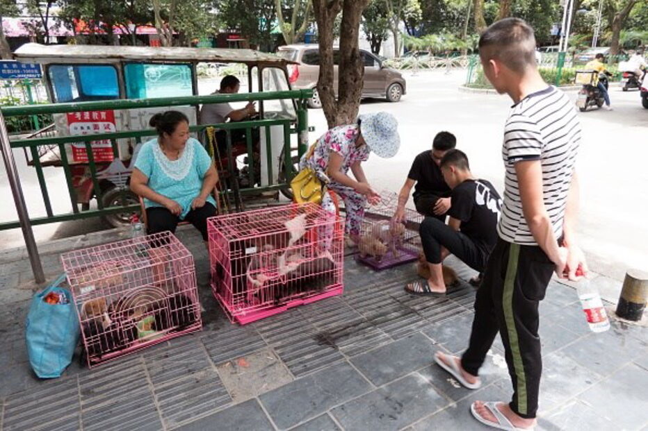 Coronavírus não muda hábitos na China. Mercados continuam a vender morcegos e a abater coelhos no chão