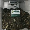 GNR apreende 882 quilos de caranguejo na zona do Porto e devolve-os ao habitat natural