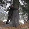 Abraçar árvores durante 5 minutos: a terapia alternativa da Islândia em tempos de coronavírus