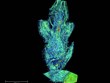 Uma microtomografia de raios-X do referido cone ovulífero, publicada numa revista científica 