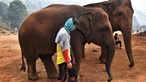 Elefantes que carregavam turistas estão a passar fome na Tailândia por causa da pandemia
