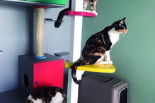 Alguns gatos foram deliberadamente infetados com o vírus da Covid-19 para efeitos de estudos científicos. Nenhum transmitiu a doença a humanos 