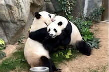 Zoo fechado devido ao coronavírus faz com que pandas acasalem passado 10 anos