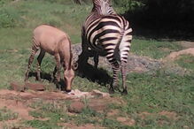 Zebra dá à luz cria de burro após 