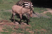 Zebra dá à luz cria de burro após 