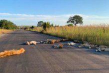 Leões dormem nas estradas que antes eram ocupadas por turistas na África do Sul