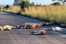 Leões dormem nas estradas que antes eram ocupadas por turistas na África do Sul
