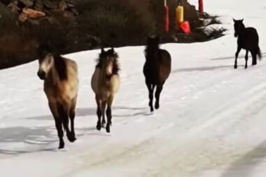 Cavalos selvagens percorrem a pista de esqui na Serra Nevada