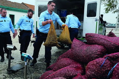 Apanha e venda ilegal da amêijoa têm sido combatidas pelas autoridades policiais