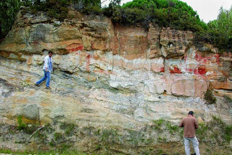 Um cone ovulífero de conífera foi recolhido na jazida fossilífera de Catefica, na região de Torres Vedras