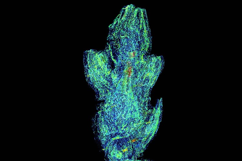 Uma microtomografia de raios-X do referido cone ovulífero, publicada numa revista científica 