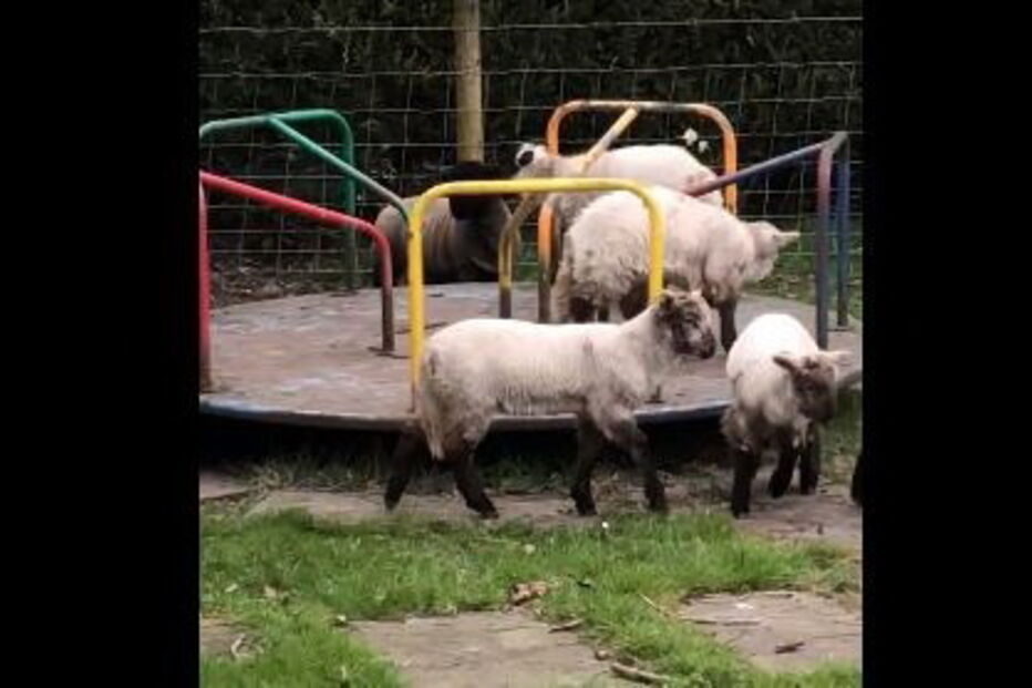 Rebanho de cabras invade parque infantil durante confinamento no Reino Unido
