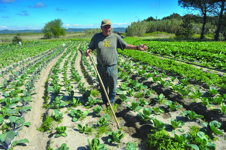 Pequenos produtores têm sentido dificuldades em escoar produtos.