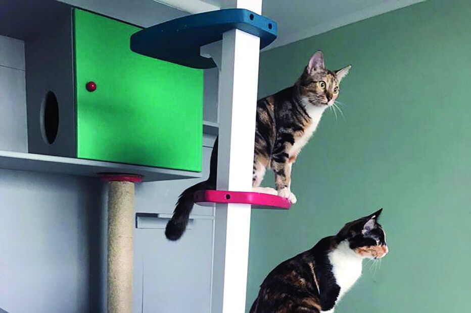 Alguns gatos foram deliberadamente infetados com o vírus da Covid-19 para efeitos de estudos científicos. Nenhum transmitiu a doença a humanos 