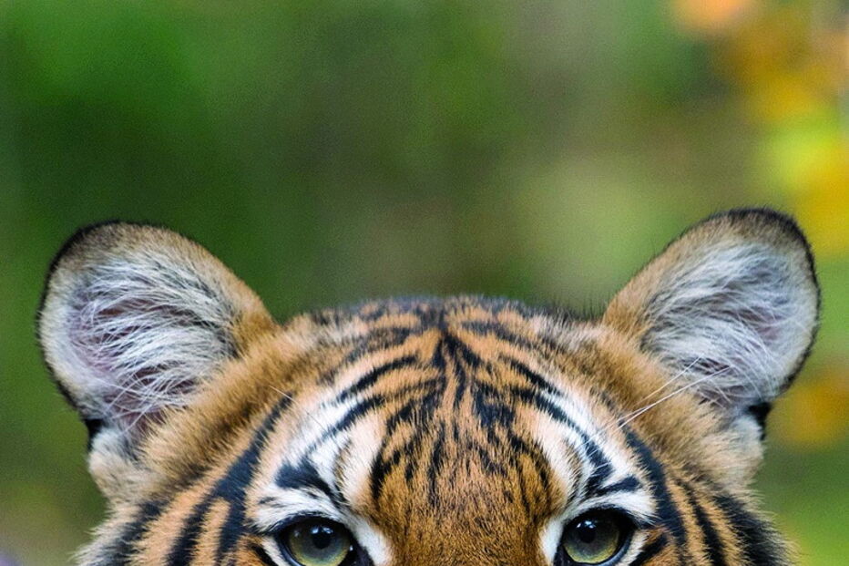 Tigre de jardim zoológico de Nova Iorque terá sido infetado por tratador 