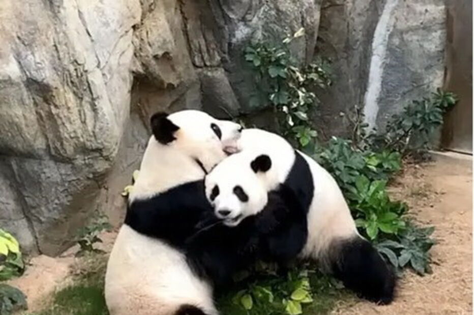 Zoo fechado devido ao coronavírus faz com que pandas acasalem passado 10 anos