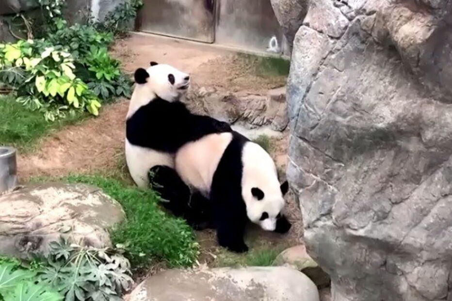 Zoo fechado devido ao coronavírus faz com que pandas acasalem passado 10 anos