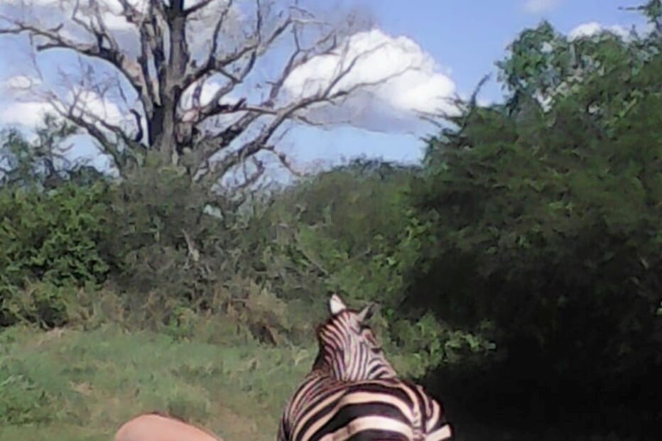 Zebra dá à luz cria de burro após 