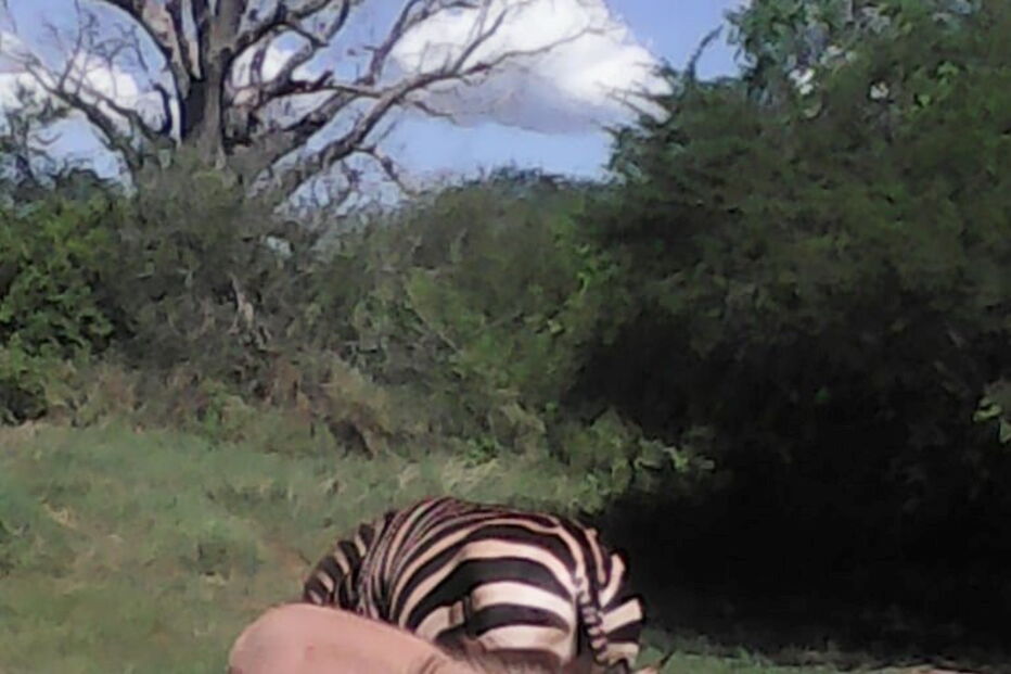 Zebra dá à luz cria de burro após 