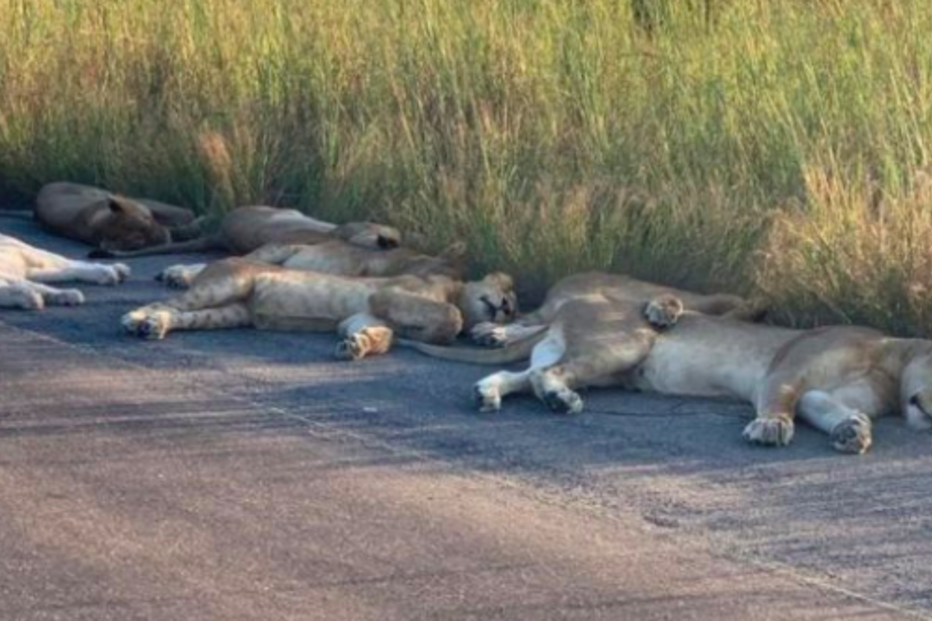 Leões dormem nas estradas que antes eram ocupadas por turistas na África do Sul