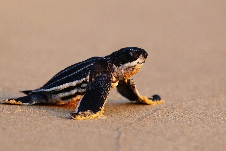 Tailândia regista recorde de eclosão de tartarugas marinhas devido à pandemia