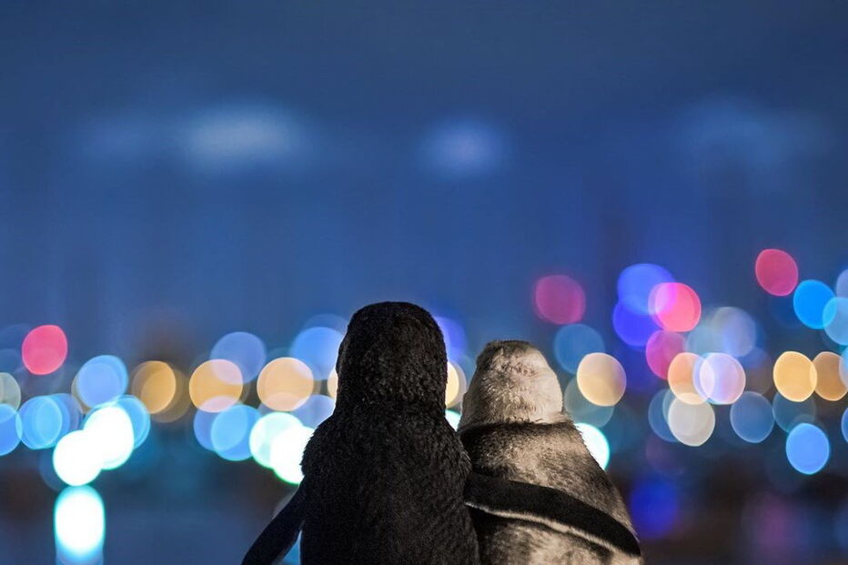 Pinguins abraçam-se a ver as luzes de Melbourne