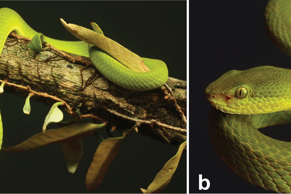 Nova espécie de cobra batizada com nome de personagem do Harry Potter