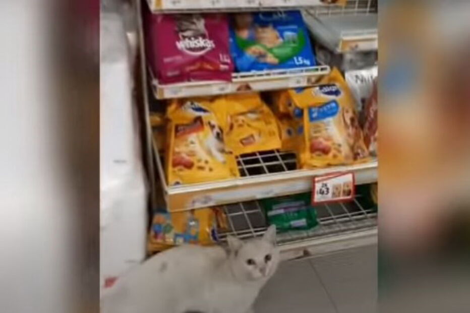 Gato abandonado guia mulher até corredor de comida para animais no supermercado