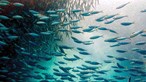 Universidade de Coimbra cria rede de pesca biodegradável para proteger oceanos
