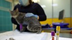 Investigação em Espanha deteta gato com coronavírus saudável e assintomático